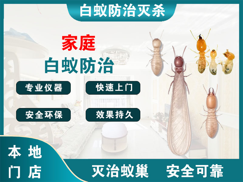 丰县家庭白蚁防治