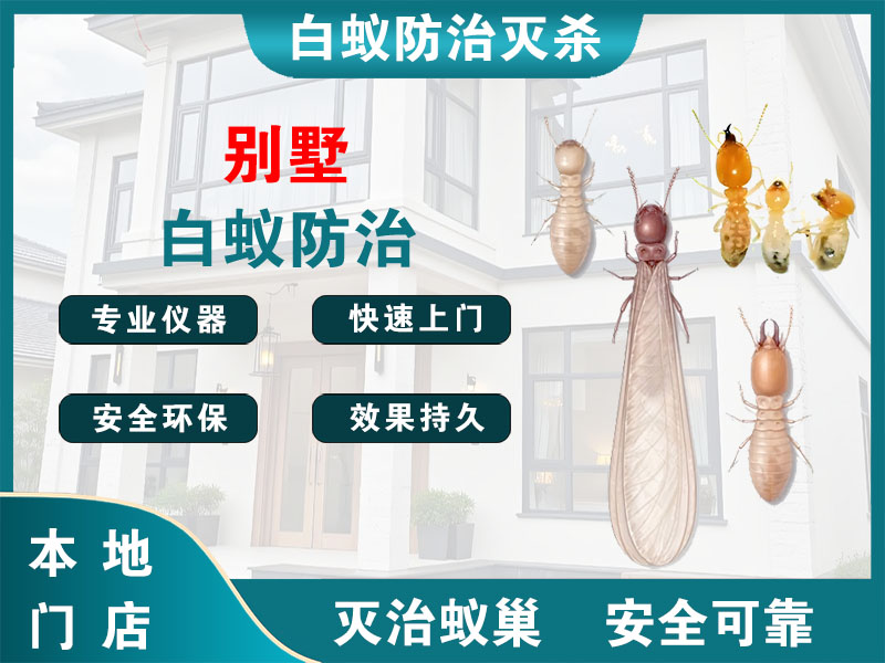 丰县别墅白蚁防治