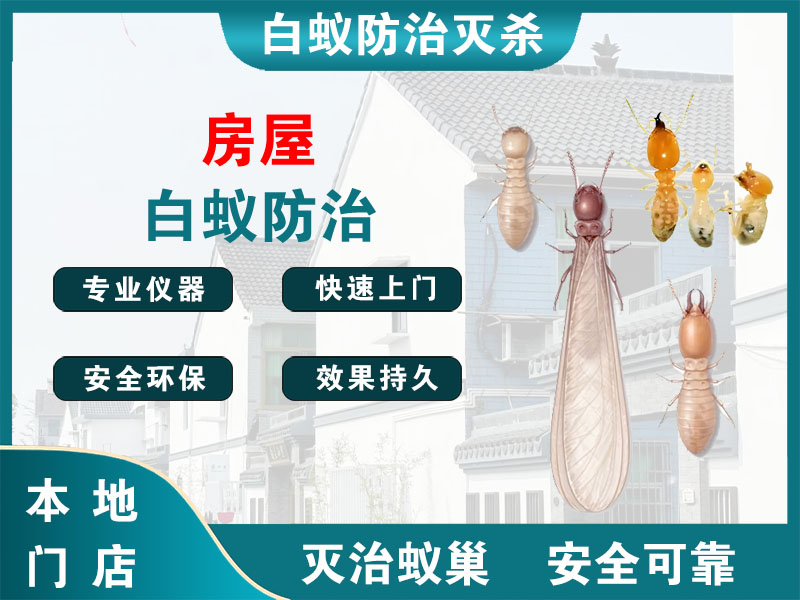 丰县房屋白蚁防治